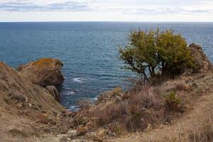 mar o Oceano ver desde un acantilado con un árbol y un seco césped foto