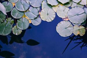 Water lily leaf water surface background photo