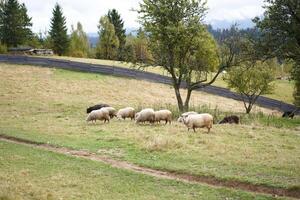 Flock of sheep grazing pasture at the foot of the Carpathian mountains photo