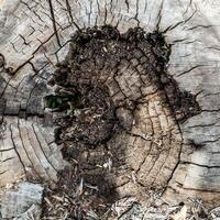 rotten stump with circle texture background photo