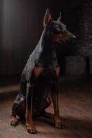 Portrait of Doberman on the dark background photo