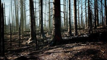 uma floresta preenchidas com grande quantidade do alta árvores video