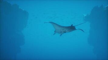 A manta ray swimming in the ocean video