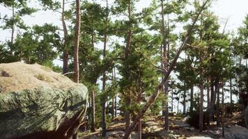 en klippig outcropping med träd i de förgrund video