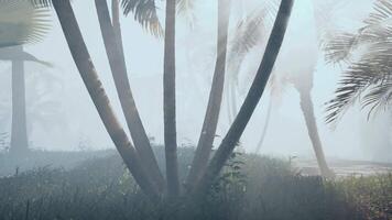 A foggy day with palm trees in the foreground video