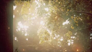 Sunlight shining through the leaves of a tree video