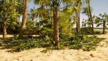 un arenoso playa cubierto en un montón de palma arboles video