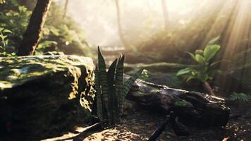 luz de sol ilumina arboles y rocas en tropical bosque video