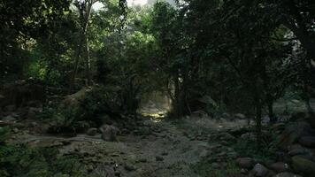 Dense Forest With Trees and Rocks video