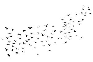 A flock of flying birds, isolated vector. Takeoff, flying, flight, flutter, hover, soaring, landing vector