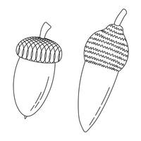 Line sketch of oak acorns and caps, isolated vector