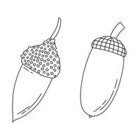 Line sketch of oak acorns and caps, isolated vector