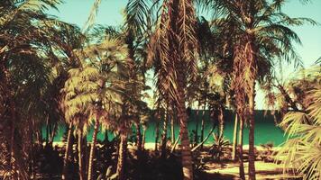 A beach with palm trees and the ocean in the background video