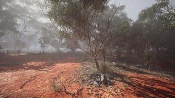 suciedad campo con arboles en australiano arbusto video