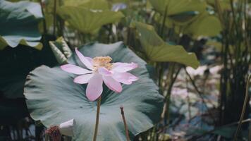 A pink lotus flower sways in the wind. Against the background of their green leaves. Lotus field on the lake in natural environment. video