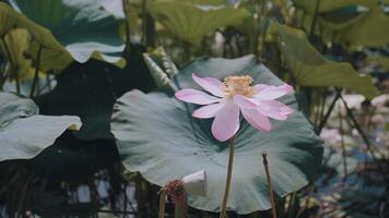 Alba nel il campo di fiori di loto, rosa loto ondeggia nel il vento. contro il sfondo di loro verde le foglie. loto campo su il lago nel naturale ambiente. video