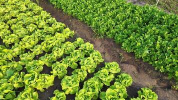 aéreo ver de vibrante verde lechuga y perejil creciente en ordenado filas en un sostenible orgánico granja, exhibiendo Fresco Produce cultivo video