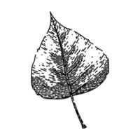 birch fall autumn leaf sketch hand drawn vector
