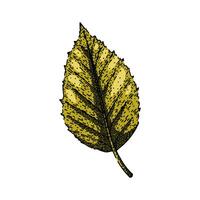 beech tree autumn leaf sketch hand drawn vector