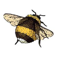 polinizar abeja bosquejo mano dibujado vector