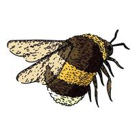 Clásico abeja bosquejo mano dibujado vector