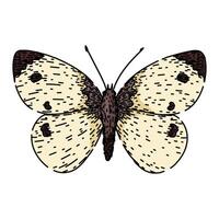 silueta mariposa bosquejo mano dibujado vector