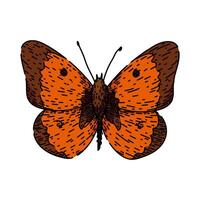 butterfly sketch hand drawn vector