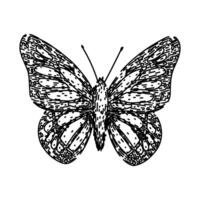 butterfly sketch hand drawn vector