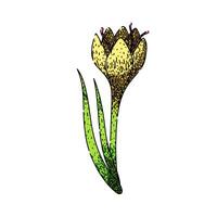 spring crocus sketch hand drawn vector