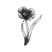 early crocus sketch hand drawn vector