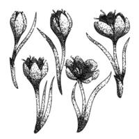 crocus set sketch hand drawn vector