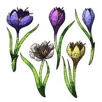 crocus set sketch hand drawn vector