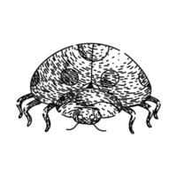 ladybird ladybug sketch hand drawn vector