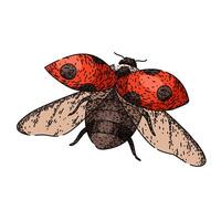 flower ladybug sketch hand drawn vector