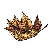 leaves maple leaf sketch hand drawn vector