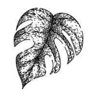 palm monstera leaf sketch hand drawn vector