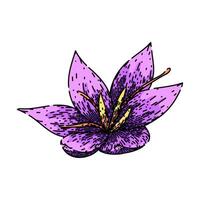 perfume saffron sketch hand drawn vector