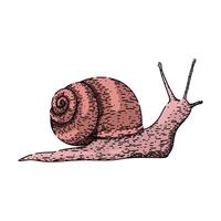 slow snail sketch hand drawn vector