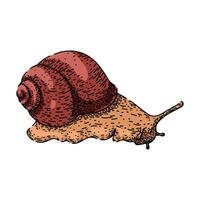 object snail sketch hand drawn vector