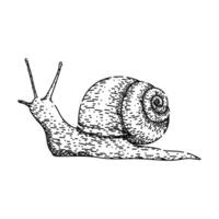 slow snail sketch hand drawn vector