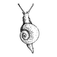 insect snail sketch hand drawn vector