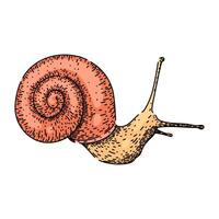 babosa caracol bosquejo mano dibujado vector