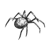 halloween spider sketch hand drawn vector