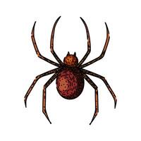 web spider sketch hand drawn vector