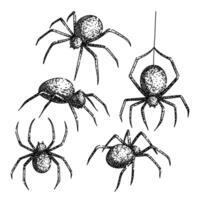 spider set sketch hand drawn vector