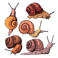 snail set sketch hand drawn vector