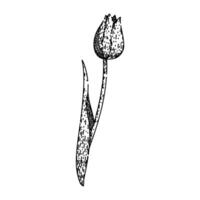 spring tulip sketch hand drawn vector