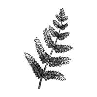 fern plant tropical leaf sketch hand drawn vector