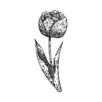 bouquet tulip sketch hand drawn vector