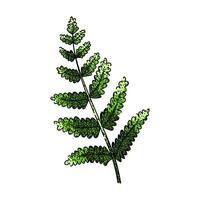 fern plant tropical leaf sketch hand drawn vector